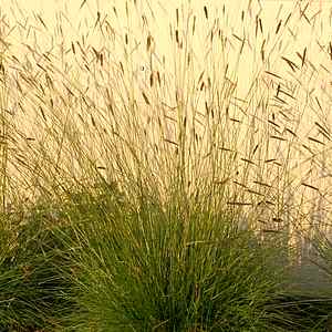 Pennisetum spathiolatum at San Marcos Growers