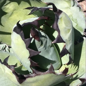 Agave titanota 'Black and Blue' at San Marcos Growers