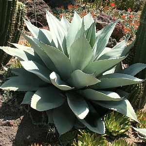 Agave ovatifolia at San Marcos Growers