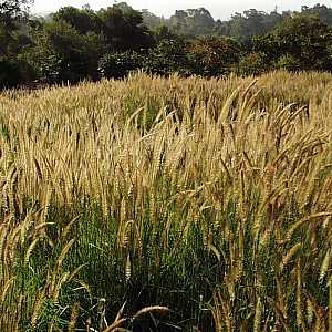 Pennisetum Fairy Tails At San Marcos Growers